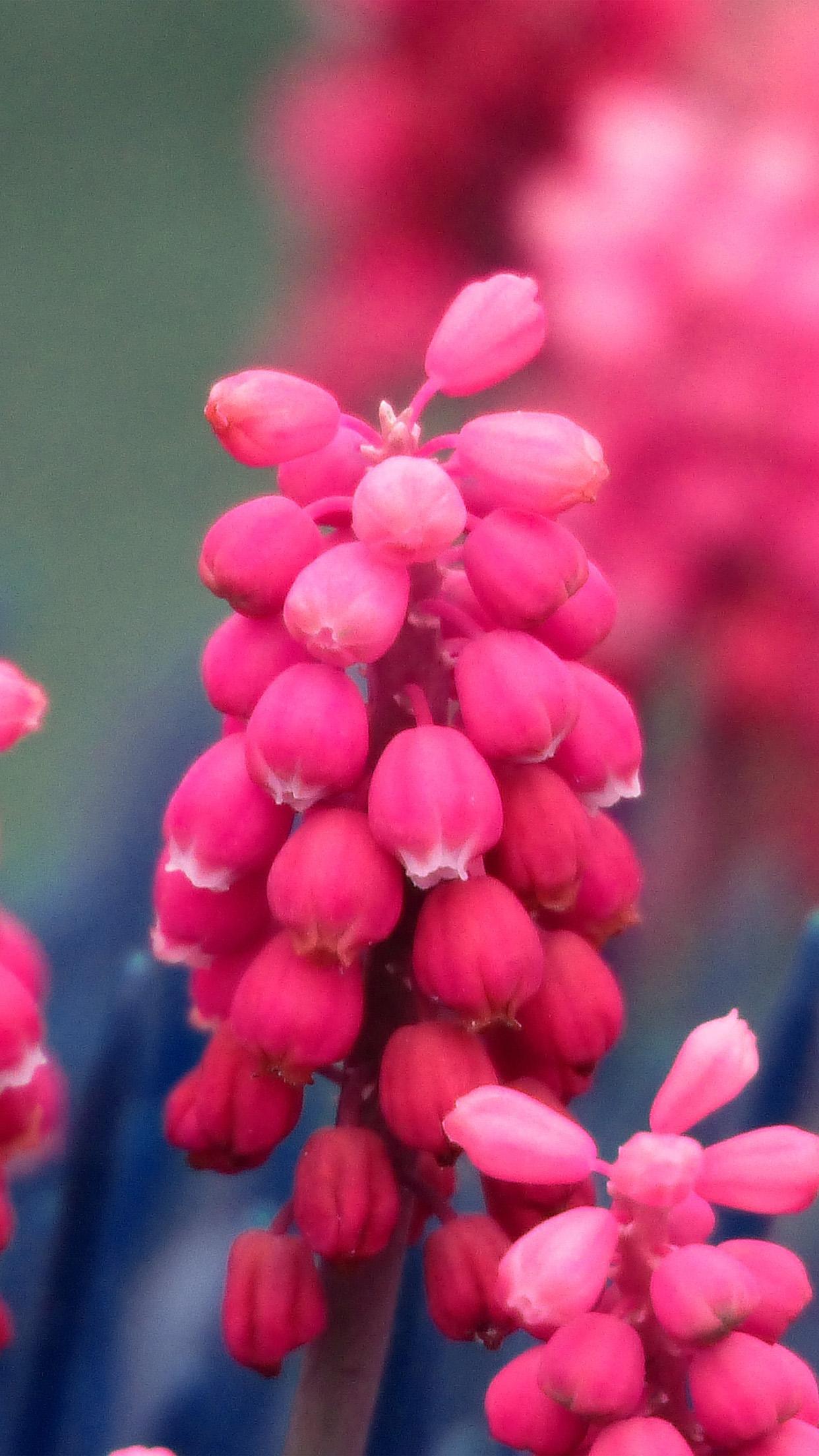iPhone 6 wallpaper. flower muscari