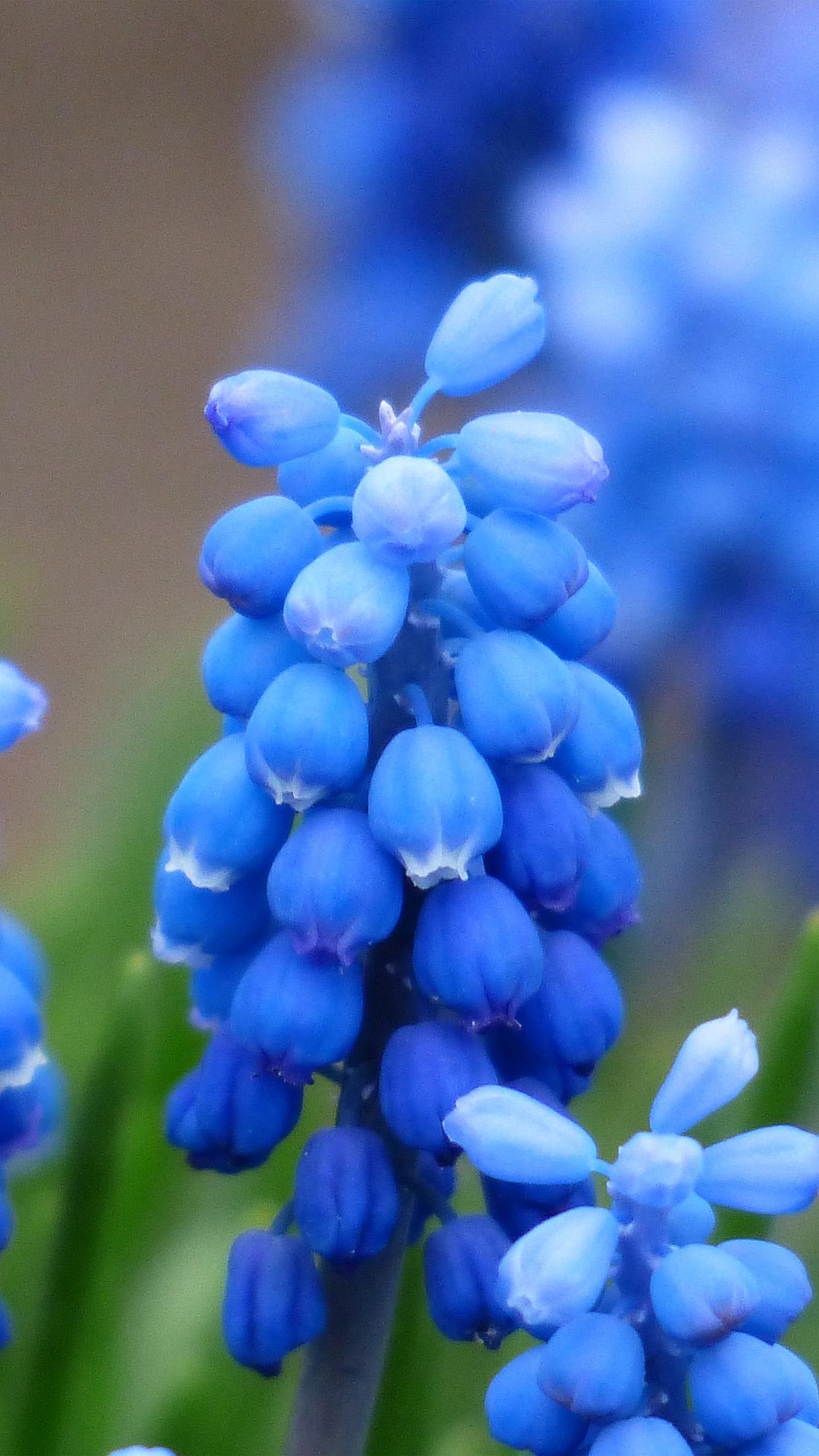 iPhone7 wallpaper. flower muscari