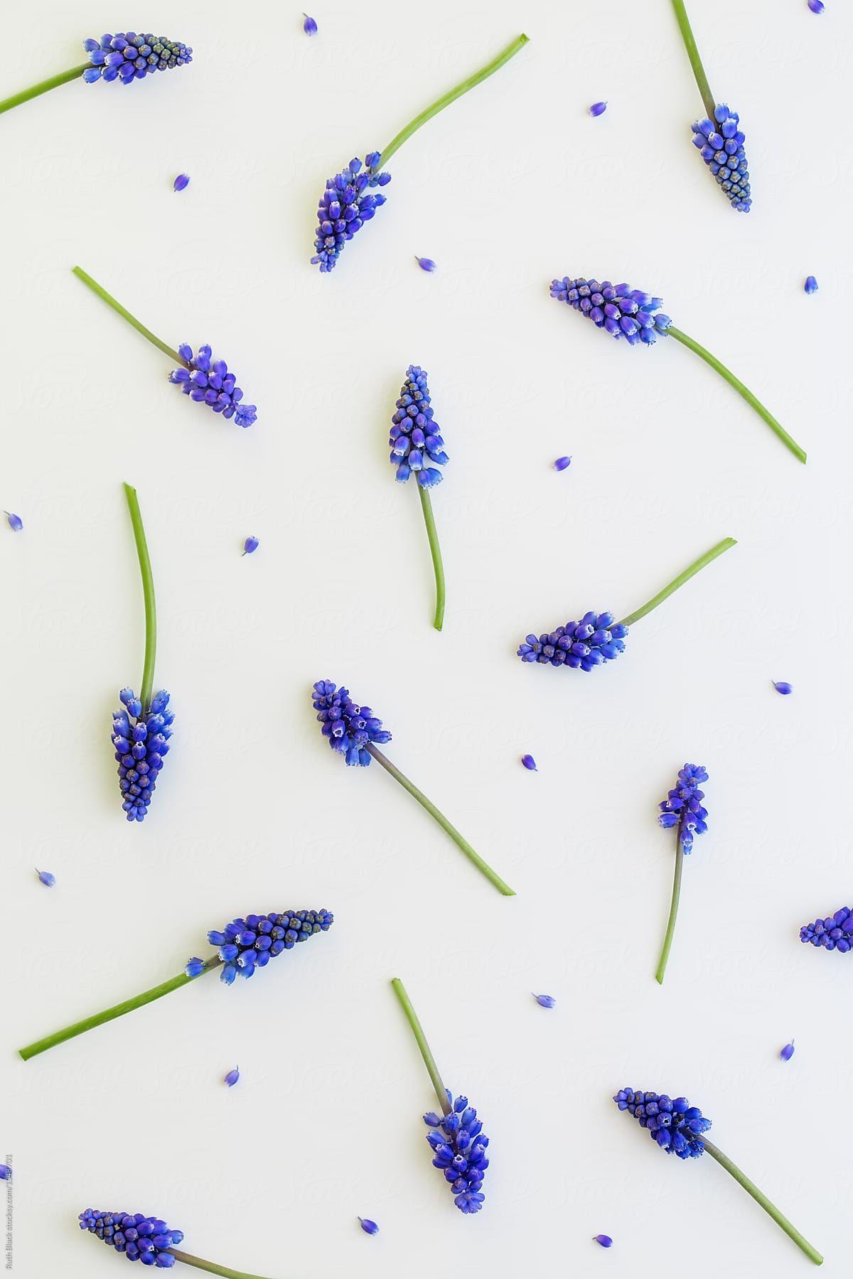 Grape Hyacinth Background Download This High Resolution