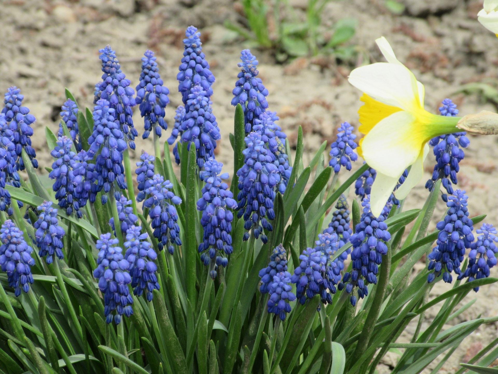 Wallpaper Grape hyacinth, blue flowers, spring 1920x1440 HD