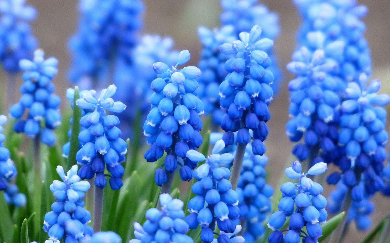 Fresh Hyacinth On Table HD desktop wallpaper, Widescreen