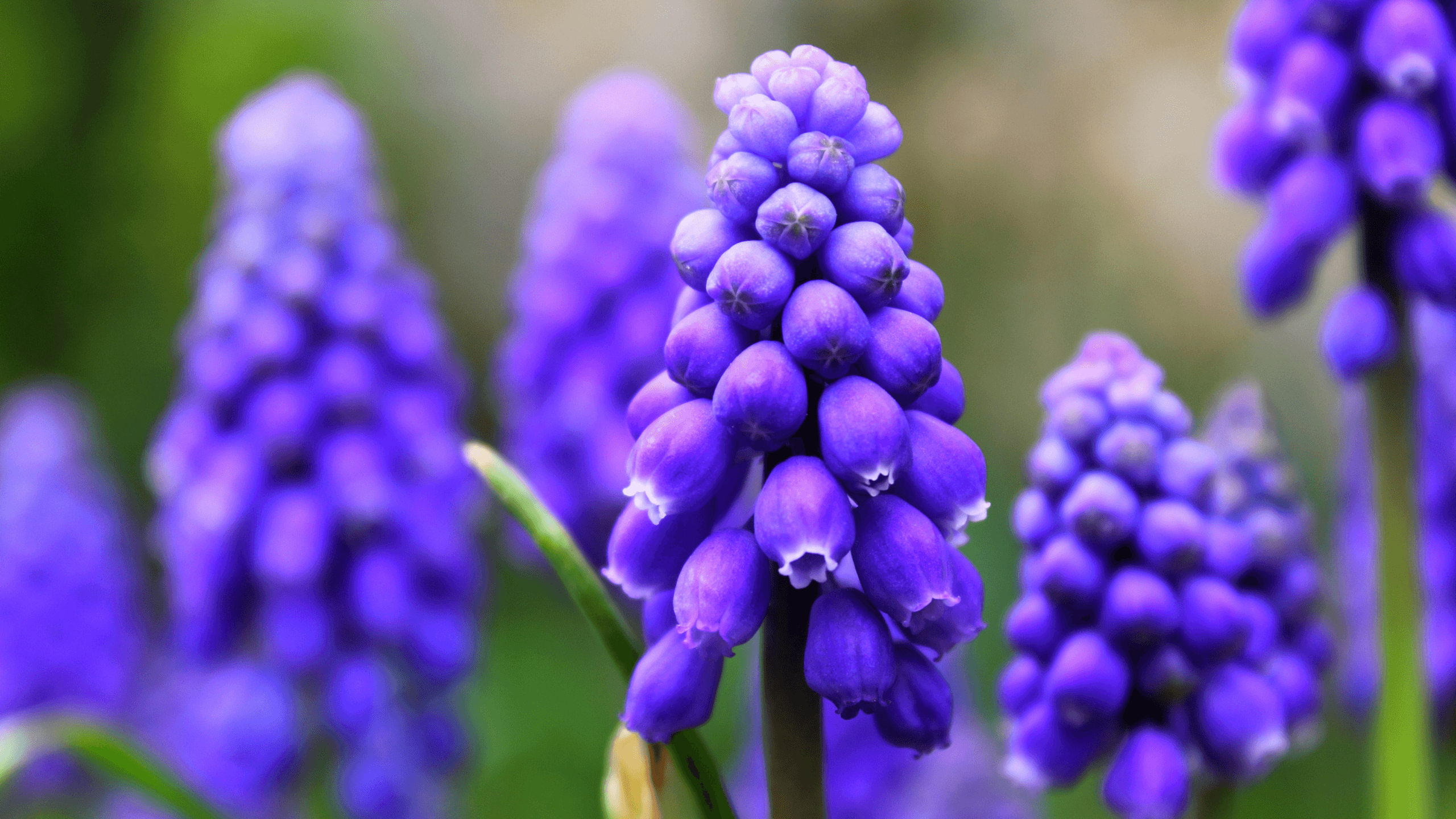 Hyacinth HD Wallpapers - Wallpaper Cave