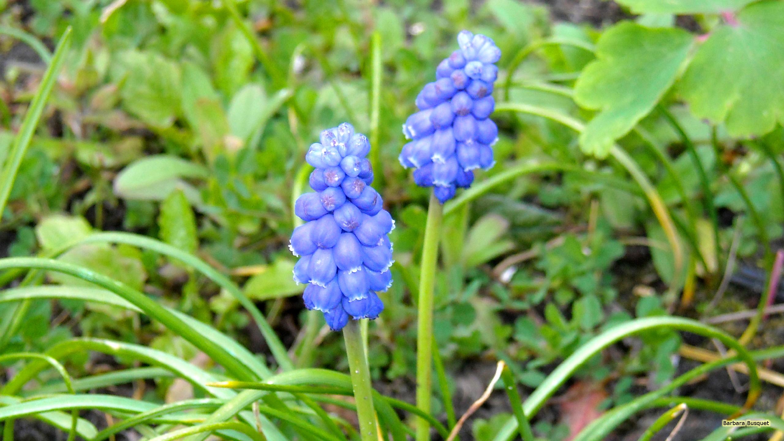 Close Up Two Grape Hyacinths