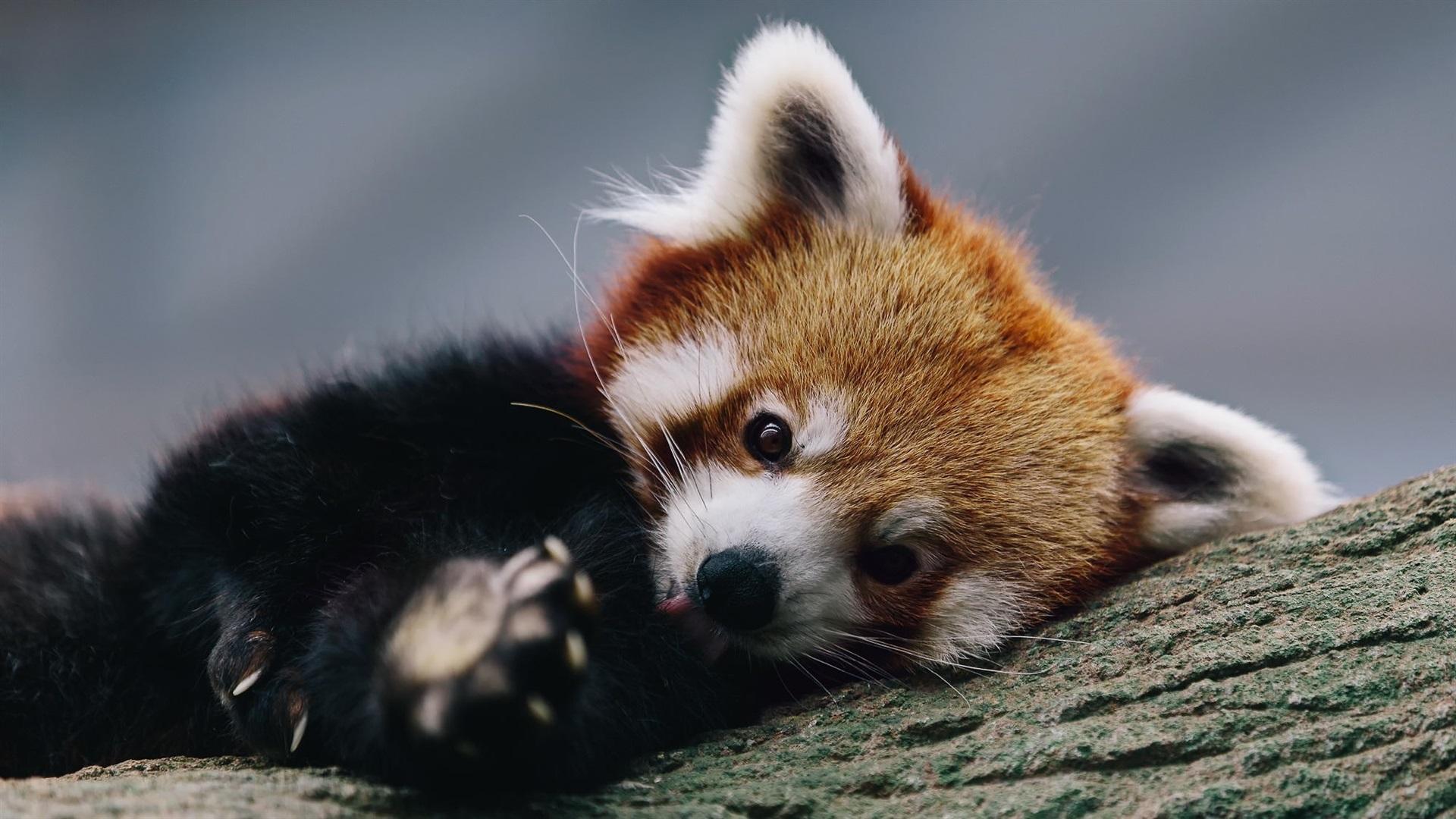 Wallpaper Cute red panda rest in tree 1920x1080 Full HD 2K Picture
