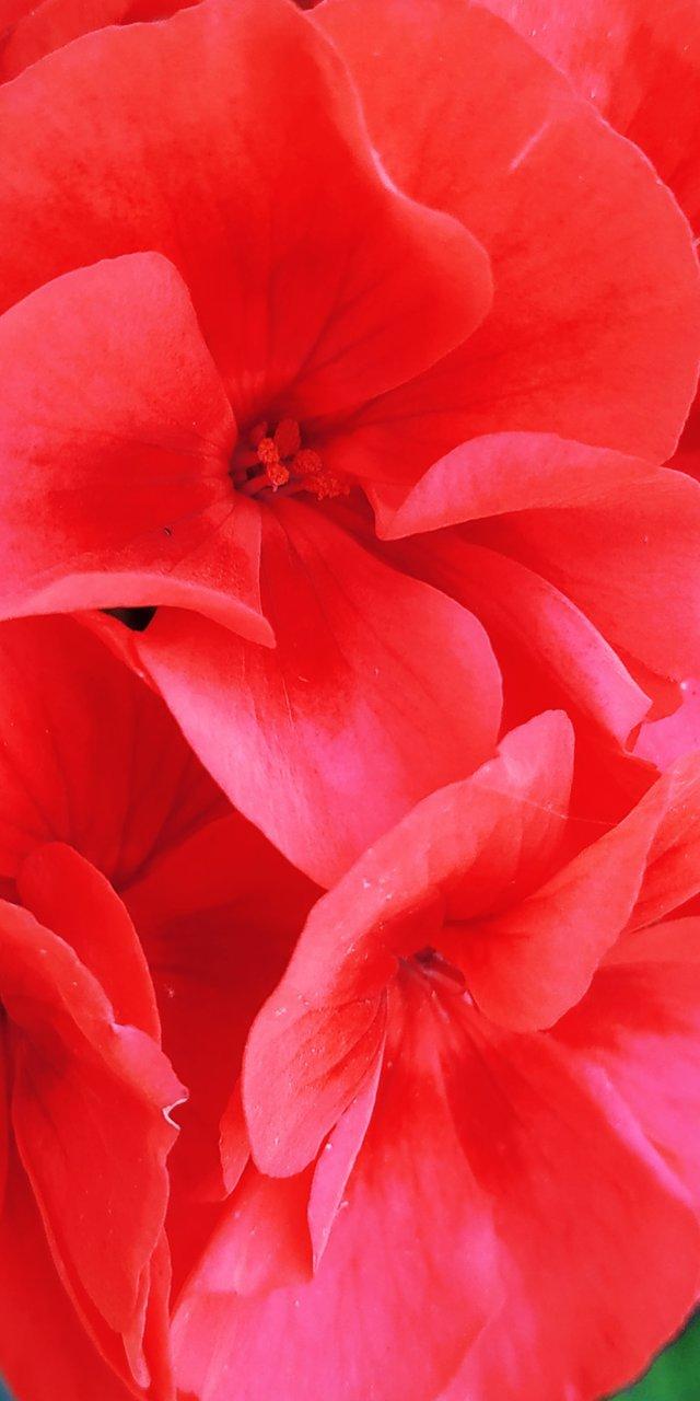 Foap.com: Beautiful Close Up Vivid Red Color Flower Ideal