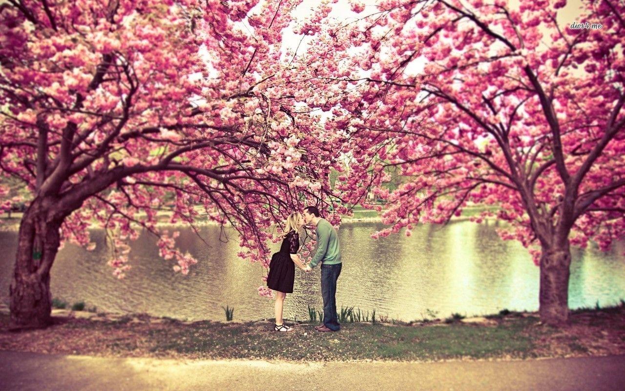 Kissing Under A Cherry Blossom Tree. Spring flowers