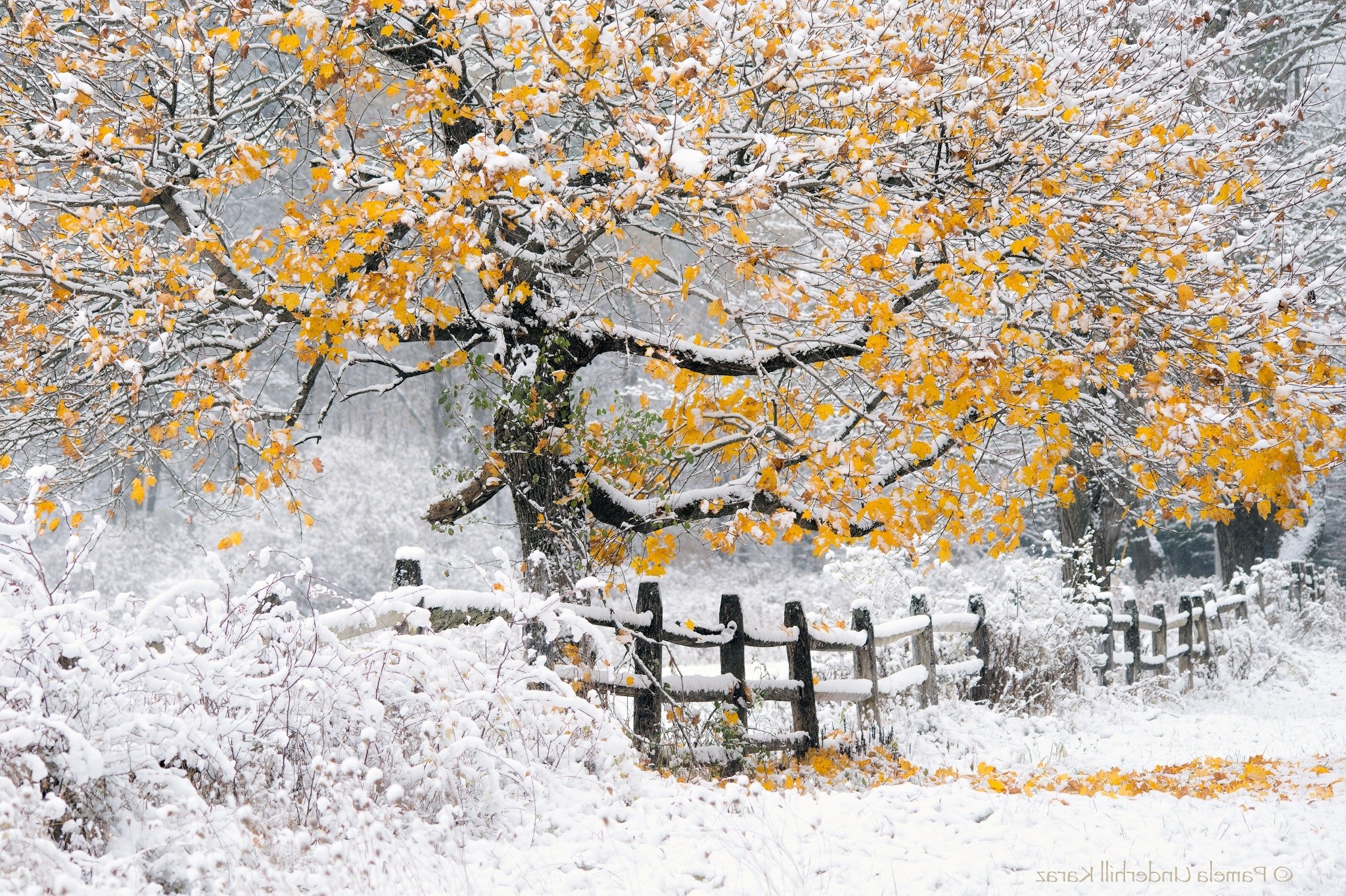 winter, Landscape, Nature, Trees, Snow, Fence Wallpaper HD