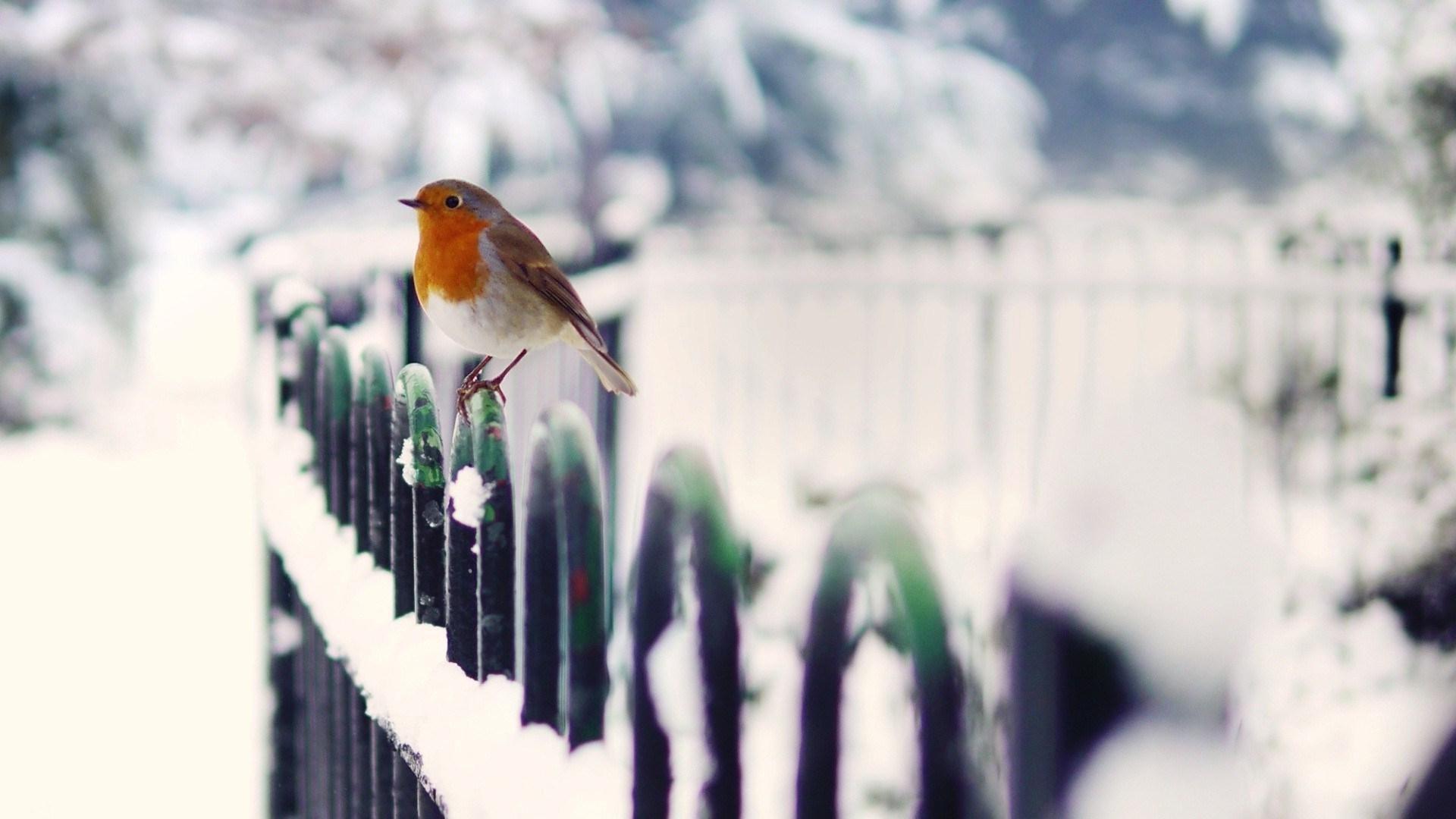 birds snow fence winter [1920 × 1080]