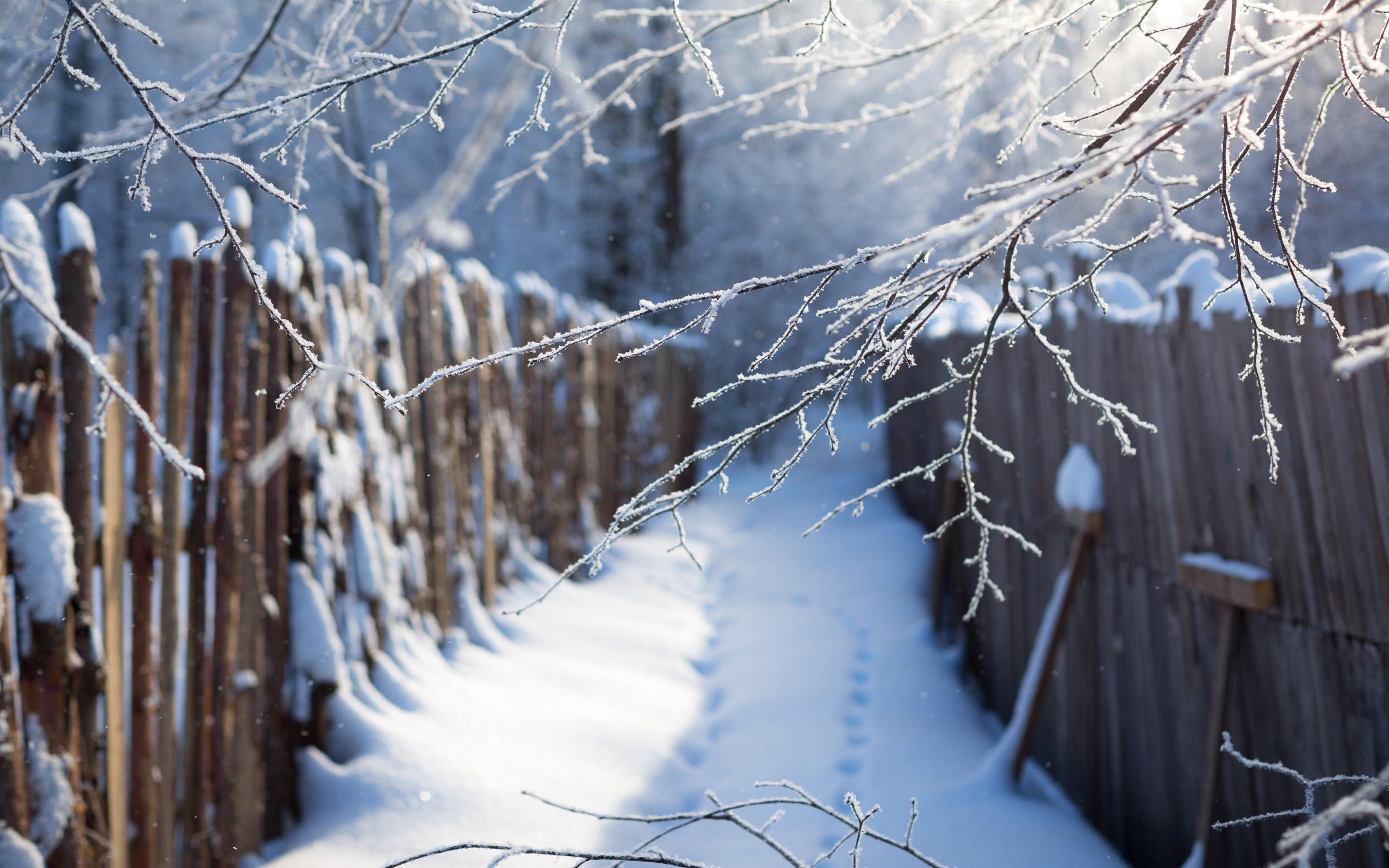 Download 2880x1800 Snow, Winter, Fence, Branches, Twigs
