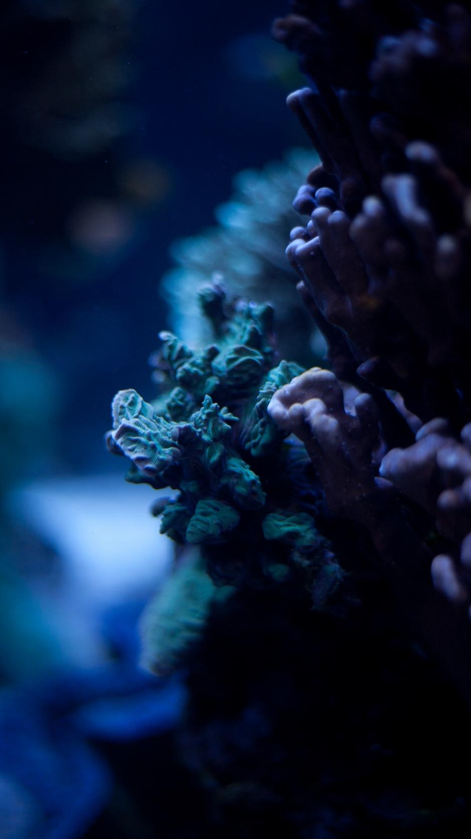 Download wallpaper 938x1668 corals, underwater world, algae