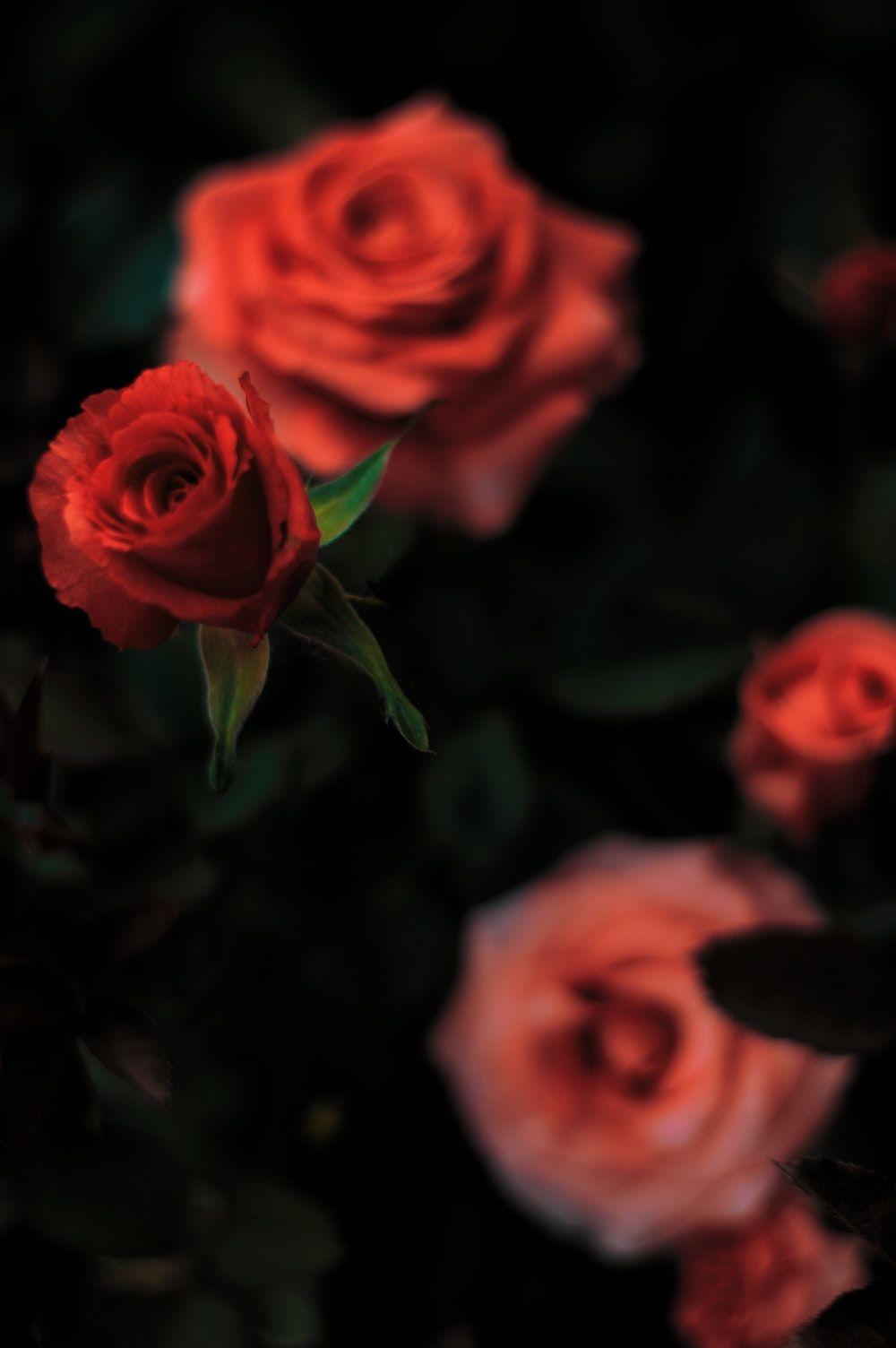 Dark Red Roses Names And Red Rose Aesthetic, HD Wallpaper