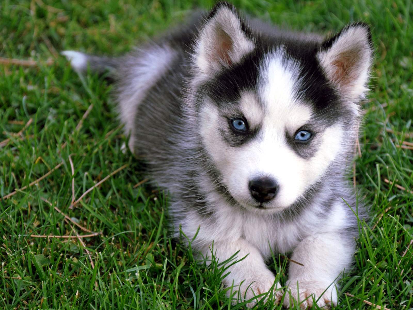 Download Cute Siberian Husky Puppy Sitting On Grass Puppies