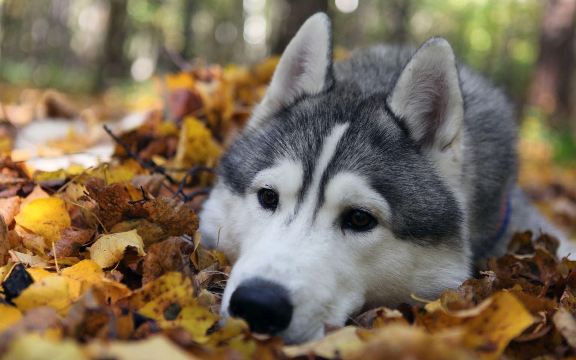 Autumn Animals Image Wallpaper. Cachorros husky, Animales bonitos, Perros de trineo