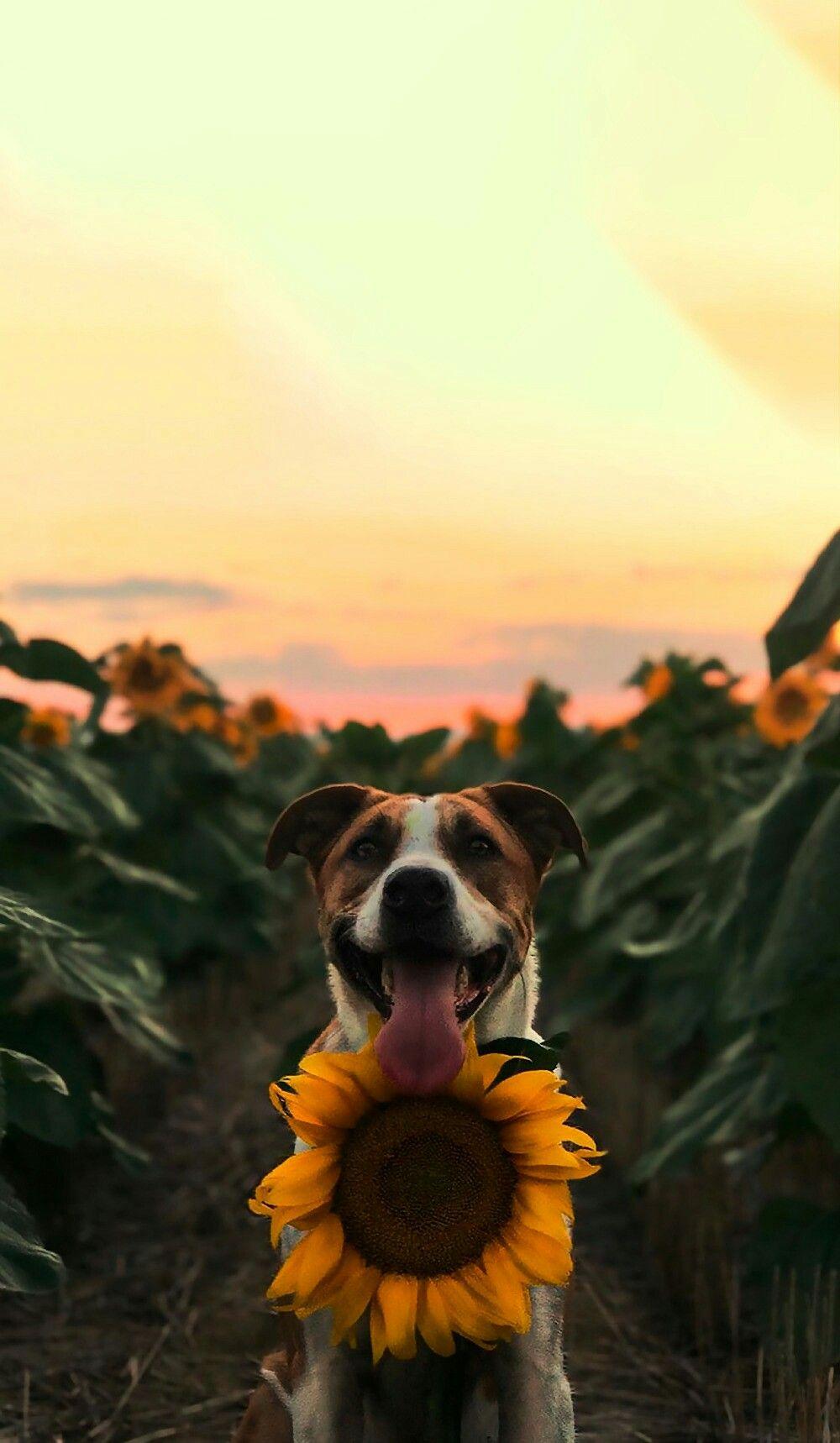 background. Dog wallpaper iphone, Sunflower wallpaper, Dog wallpaper