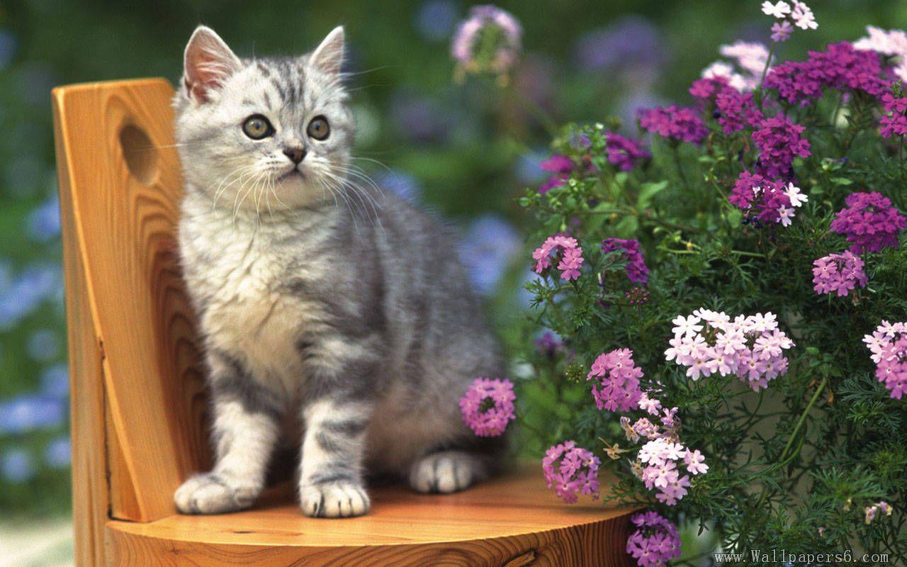 cats and flowers. kitten violet flower wallpaper puppy