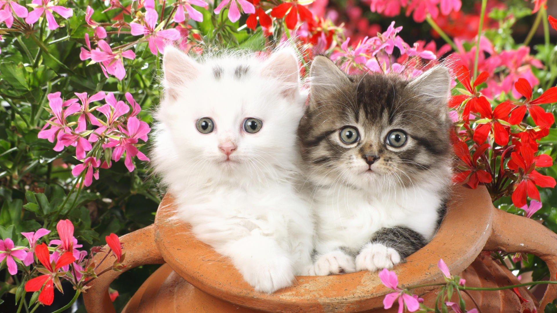 Cute Baby Cats And Flowers Wallpaper Cute Wallpaper