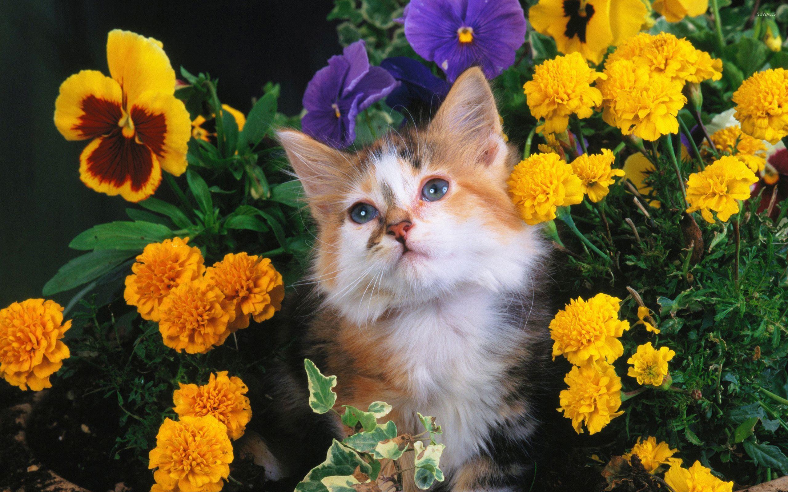 Cat between flowers wallpaper wallpaper