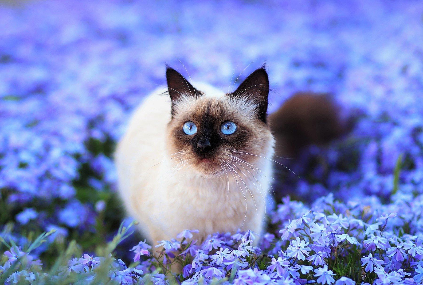 Blue Eyed Cat In Flower Field Wallpaper