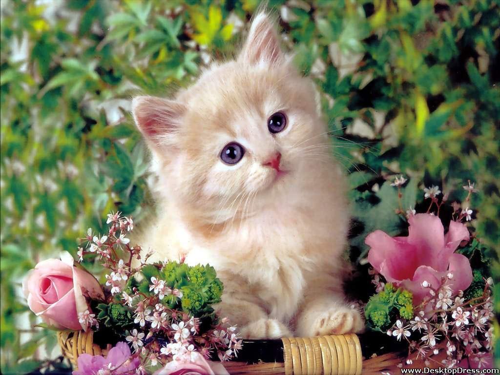 Desktop Wallpaper Animals Background Cat with Flowers