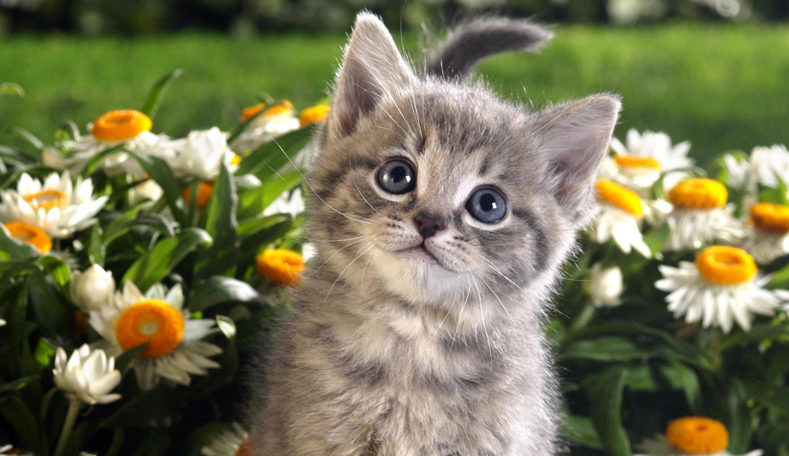 Cat In Flowers Background, HD Wallpaper & background