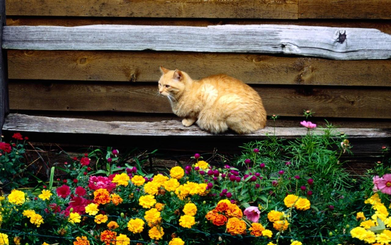 Cat and flowers wallpaper. Cat and flowers