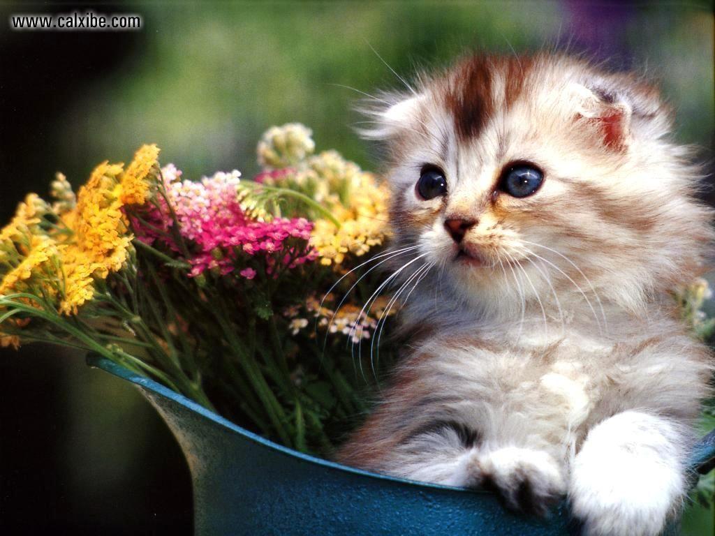 cats and flowers. Cat And Flower Wallpaper. Wallpaperholic