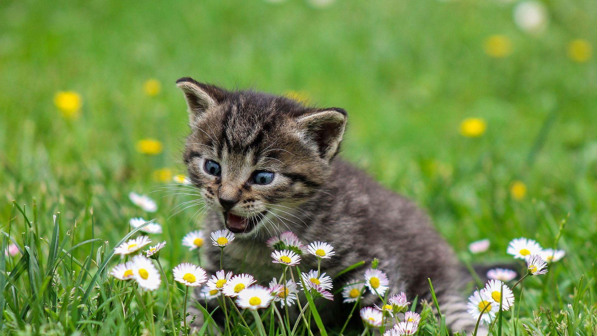 Cats And Flowers Wallpapers Wallpaper Cave