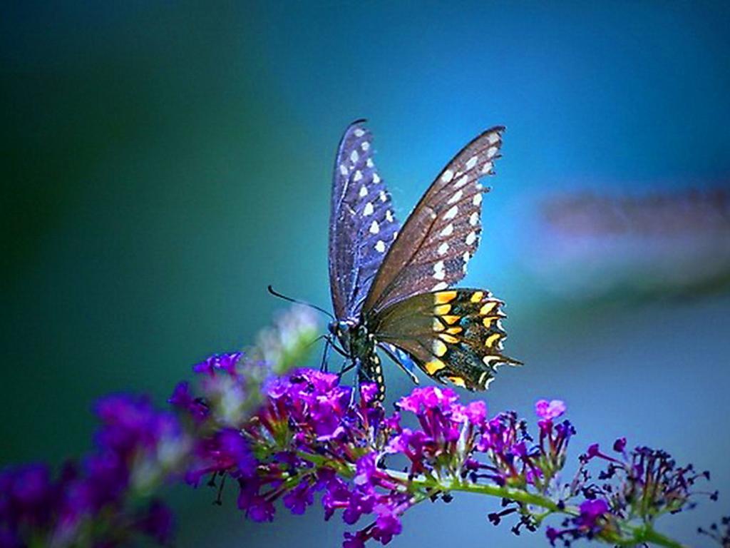 Beautiful Spring Photo Butterflies Wallpaper