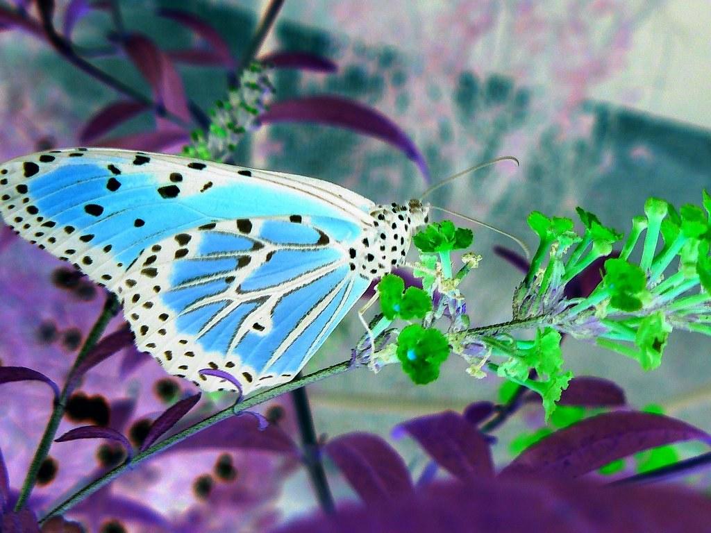 inverted butterfly. i just thought it looked cool
