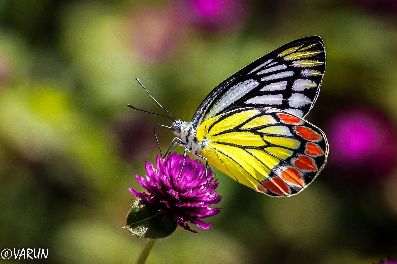 Butterfly Macro Nature HD Wallpaper
