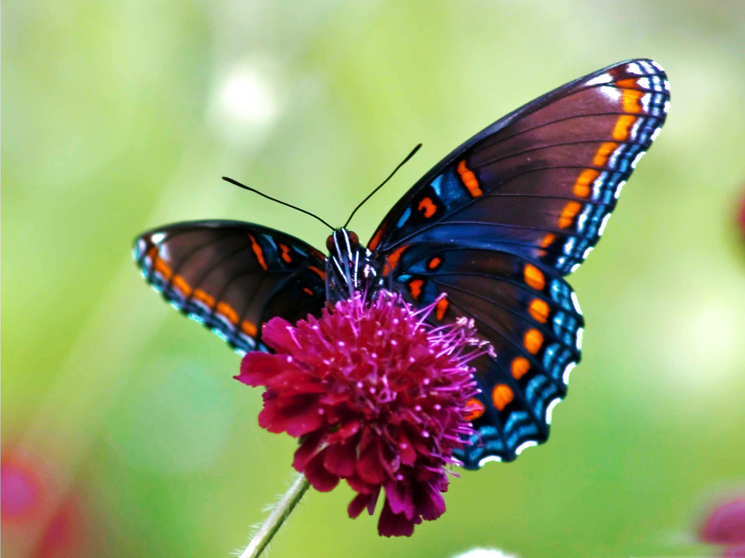 Colorful【Butterfly】HD Free Image Wallpaper Download