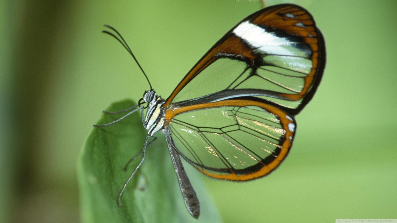 Close Butterfly Wings HD Wallpaper. Best HD Wallpaper