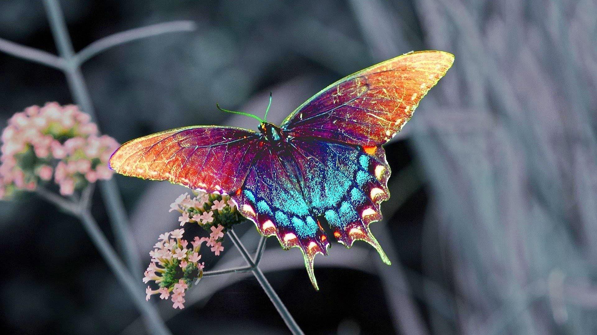 Butterfly wallpaperx1080