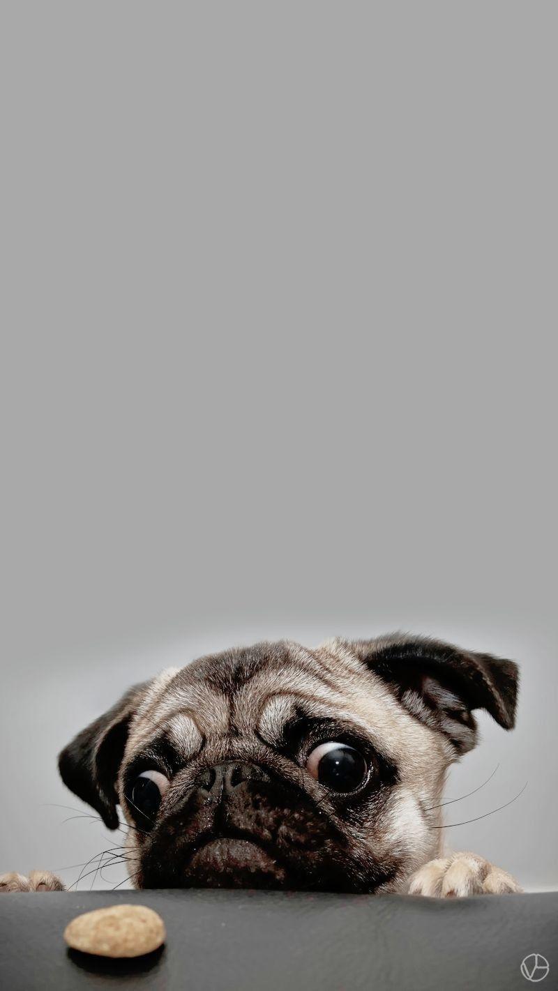 HD funny pug wallpapers  Peakpx