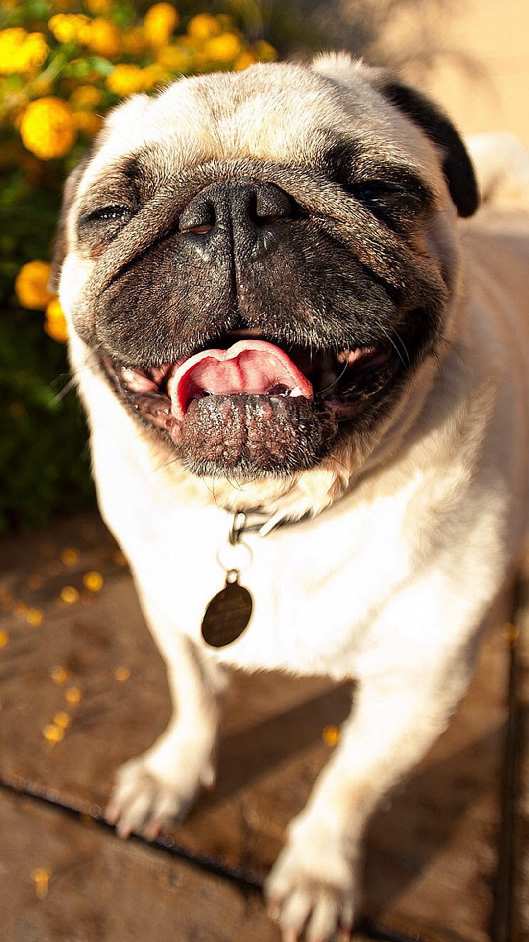 Cute Pug Dog Laughing iPhone 8 Wallpaper Free Download