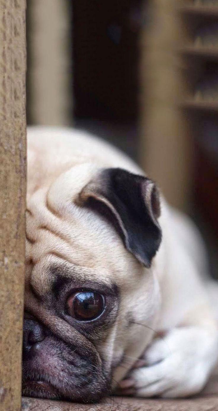 Tap For More Cute Pug Dog HD Wallpaper Pugs