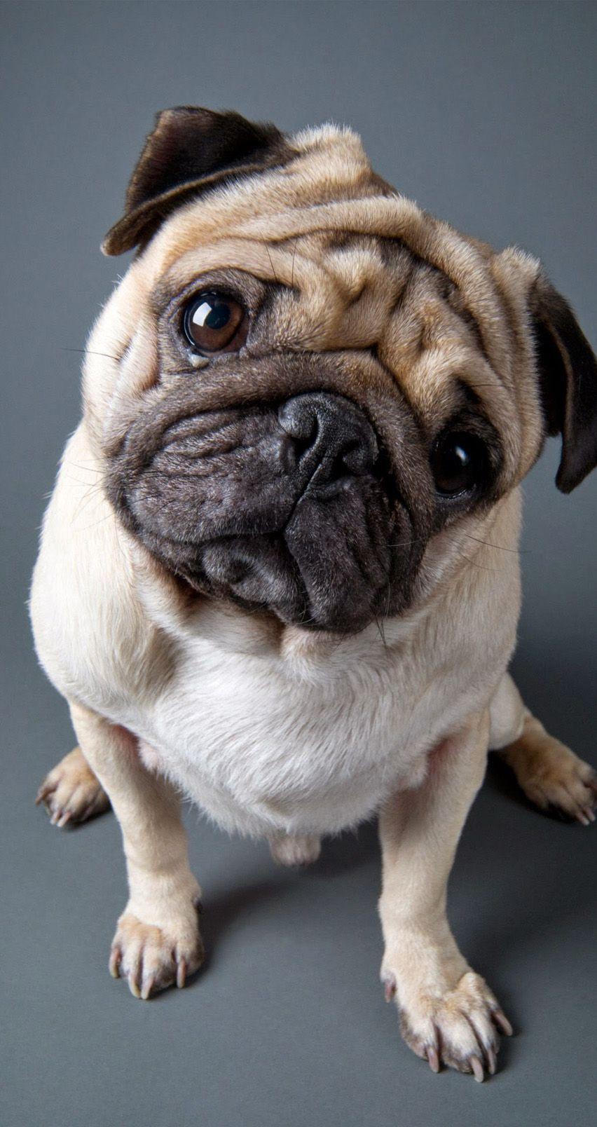 Cute pug 852 x 1608 Wallpaper available for free download
