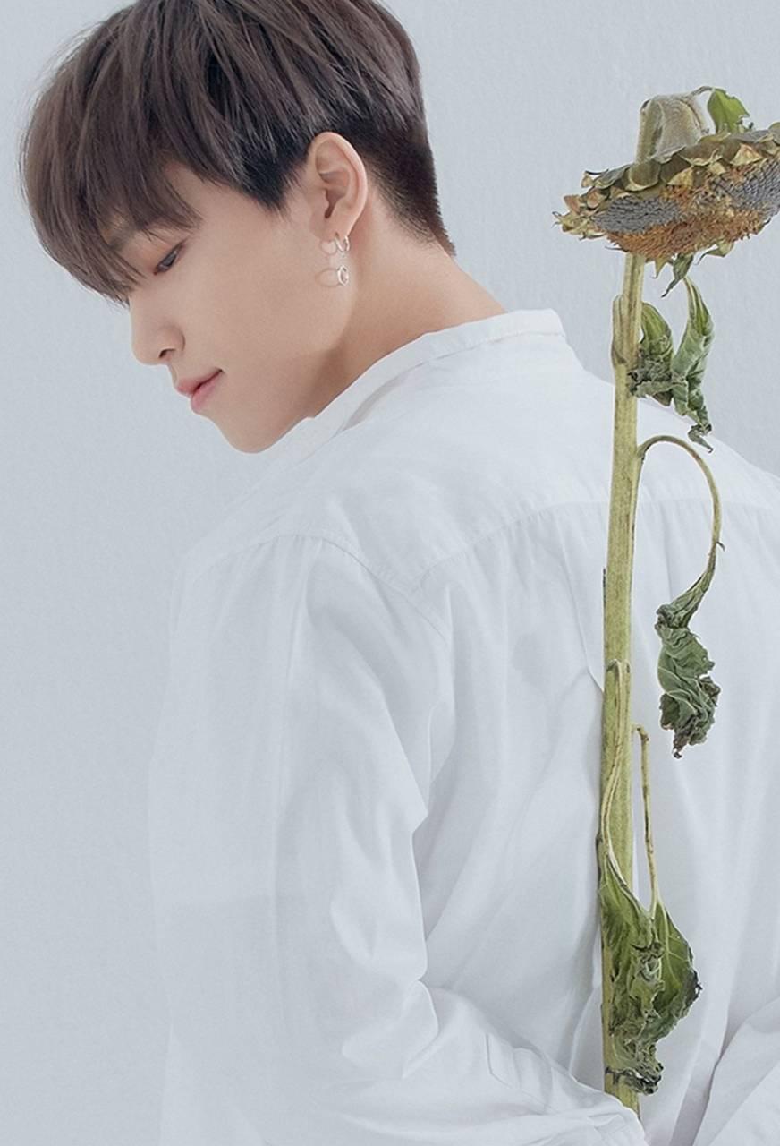 Seventeen wallpaper