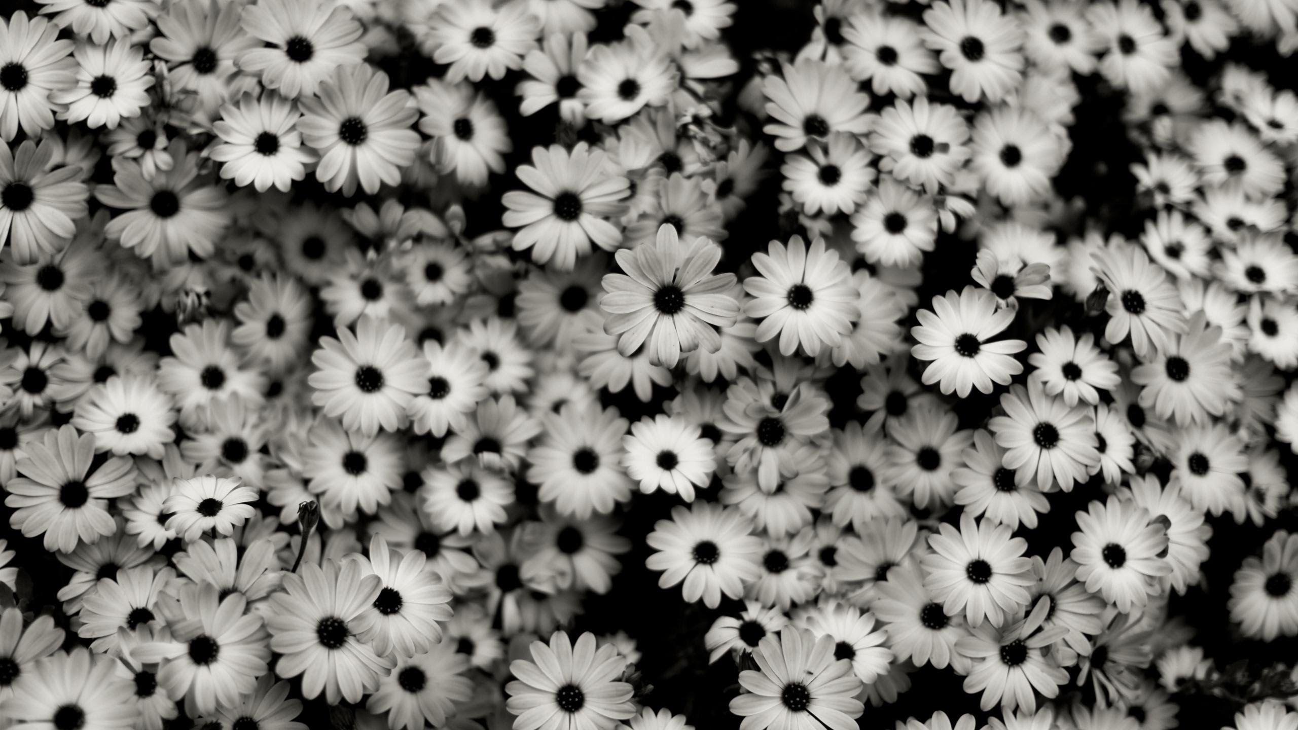 Black And White Vintage Flowers Tumblr 83202 Pixzone Wallpaper
