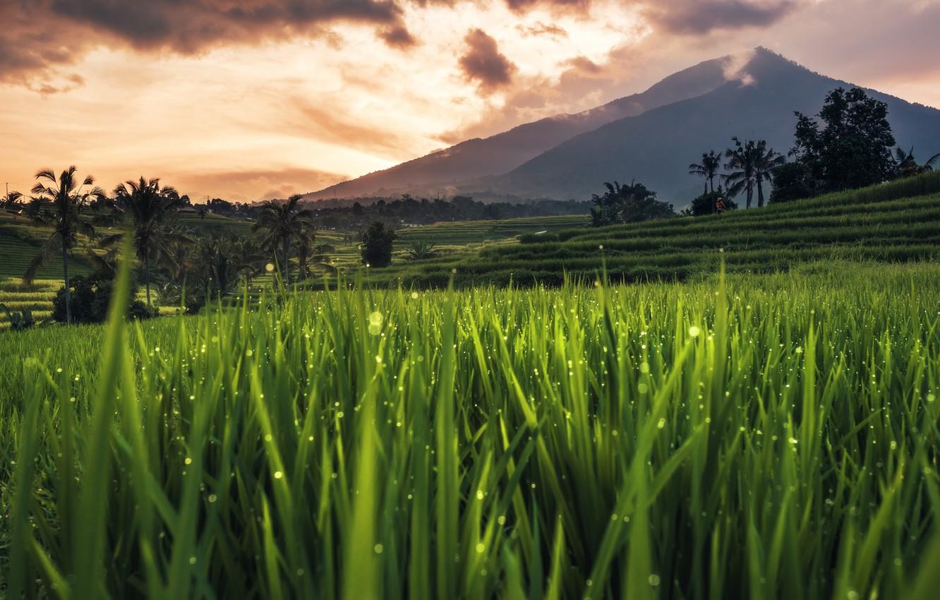 Wallpaper Bali, Indonesia, rice field image for desktop, section пейзажи