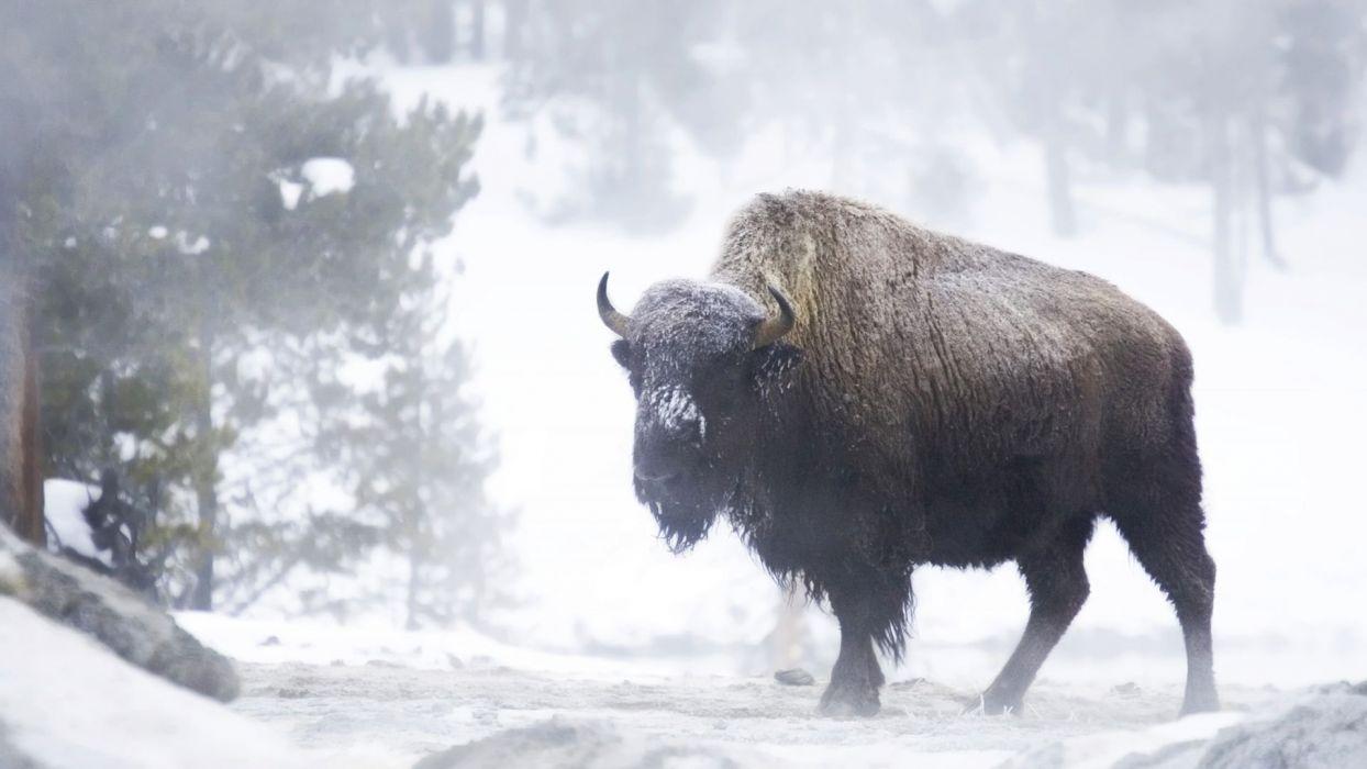 Winter snow landscape nature cow bison buffalo wallpaper