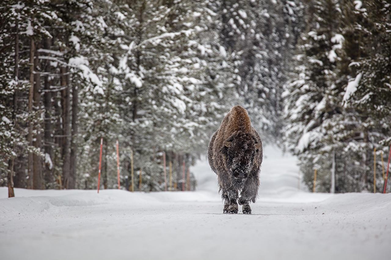 Desktop Wallpaper American bison Winter Snow forest Animals