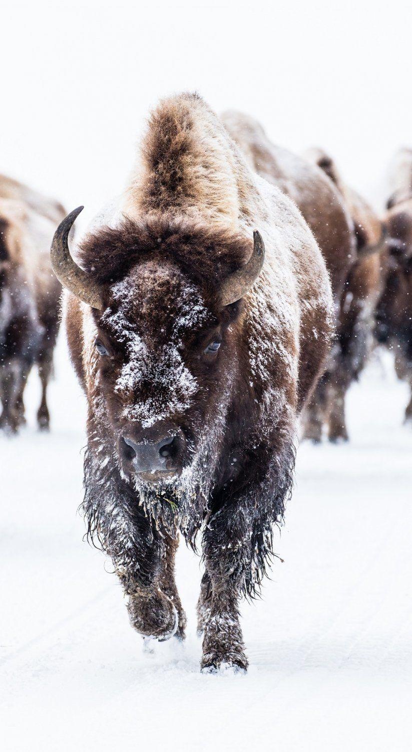 Bison Buffalo Group Herd Snow Walking Landscape Outdoors. Buffalo, Bison, Herding