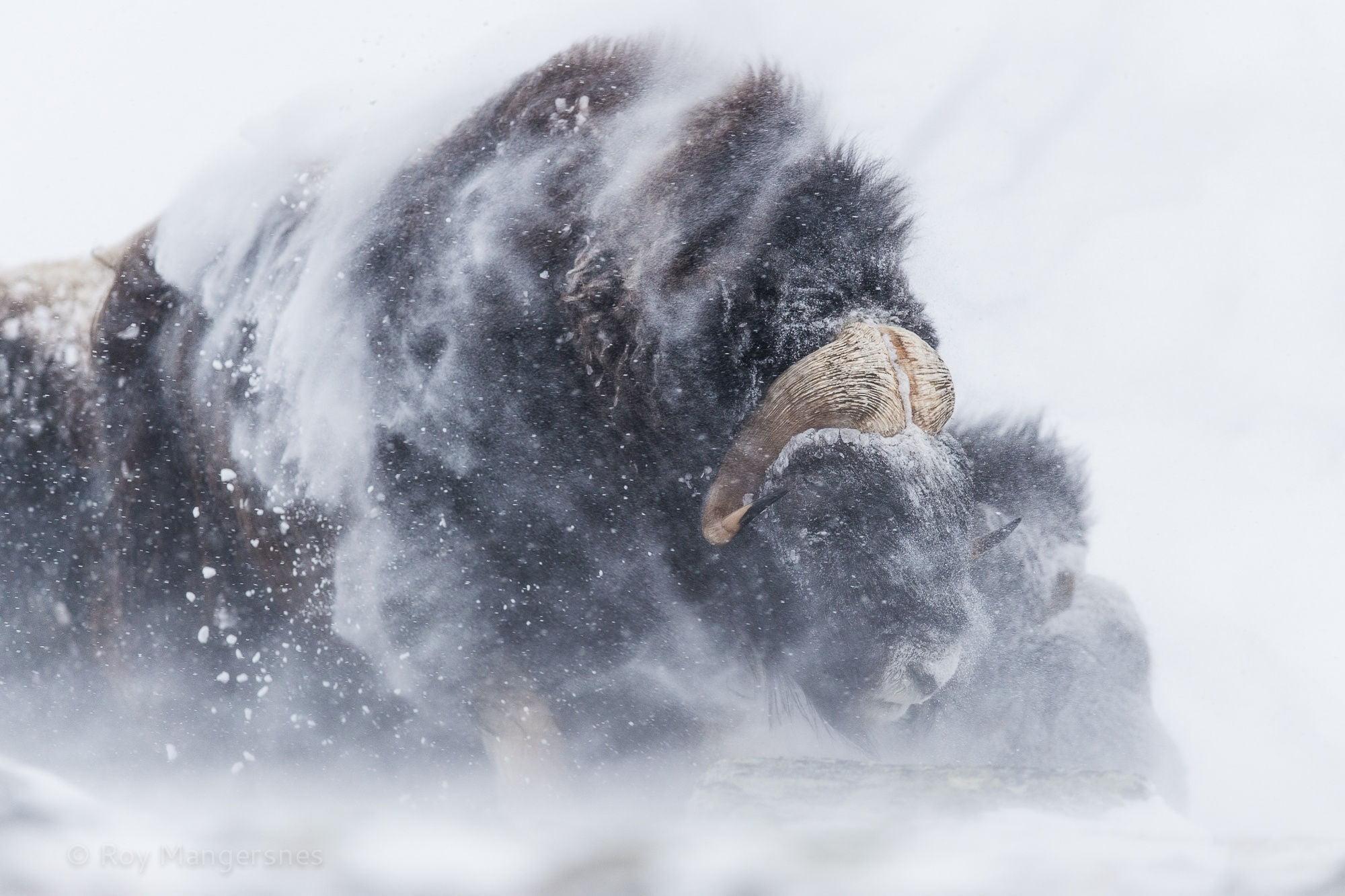 Black bison, snow, buffalo HD wallpaper