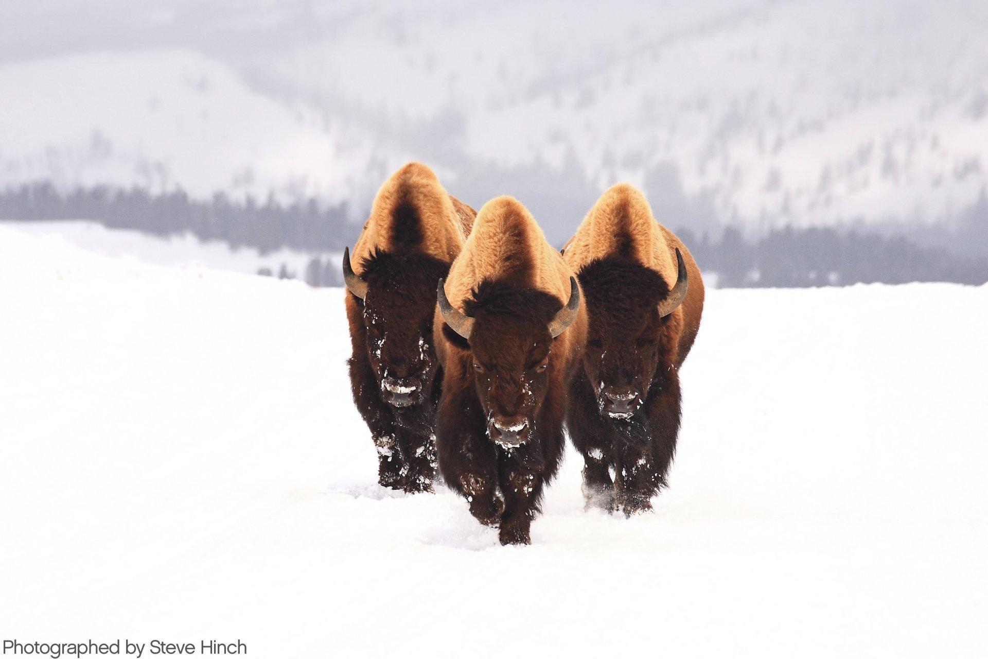 American Bison HD Wallpaper and Background Image