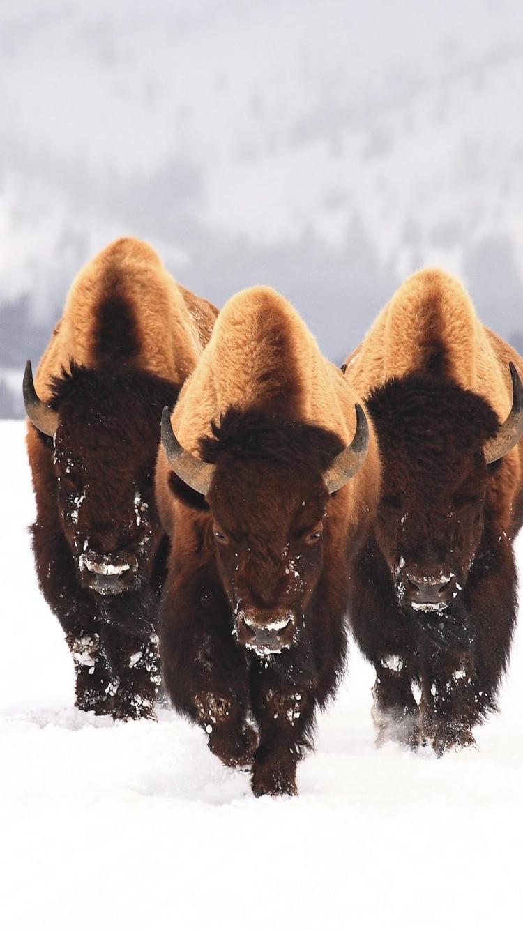 Download 750x1334 wallpaper bison, animals, winter, furry