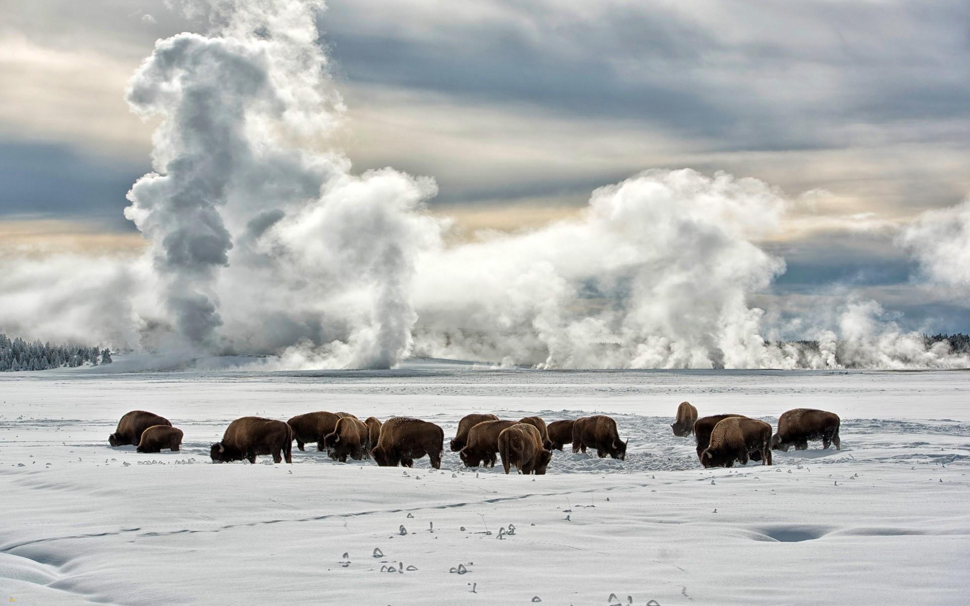 nature, Landscape, Winter, Snow, Clouds, Animals, Trees, Buffalo, Bison, Alaska Wallpaper HD / Desktop and Mobile Background