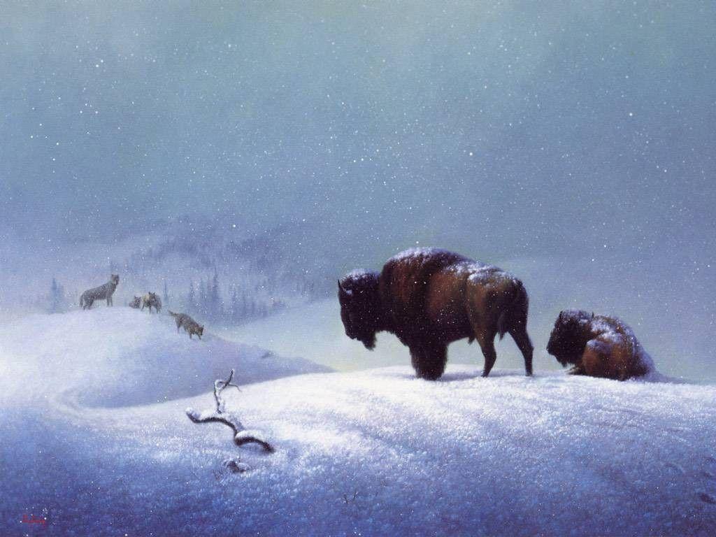 Native American Buffalo Wallpaper Free Native