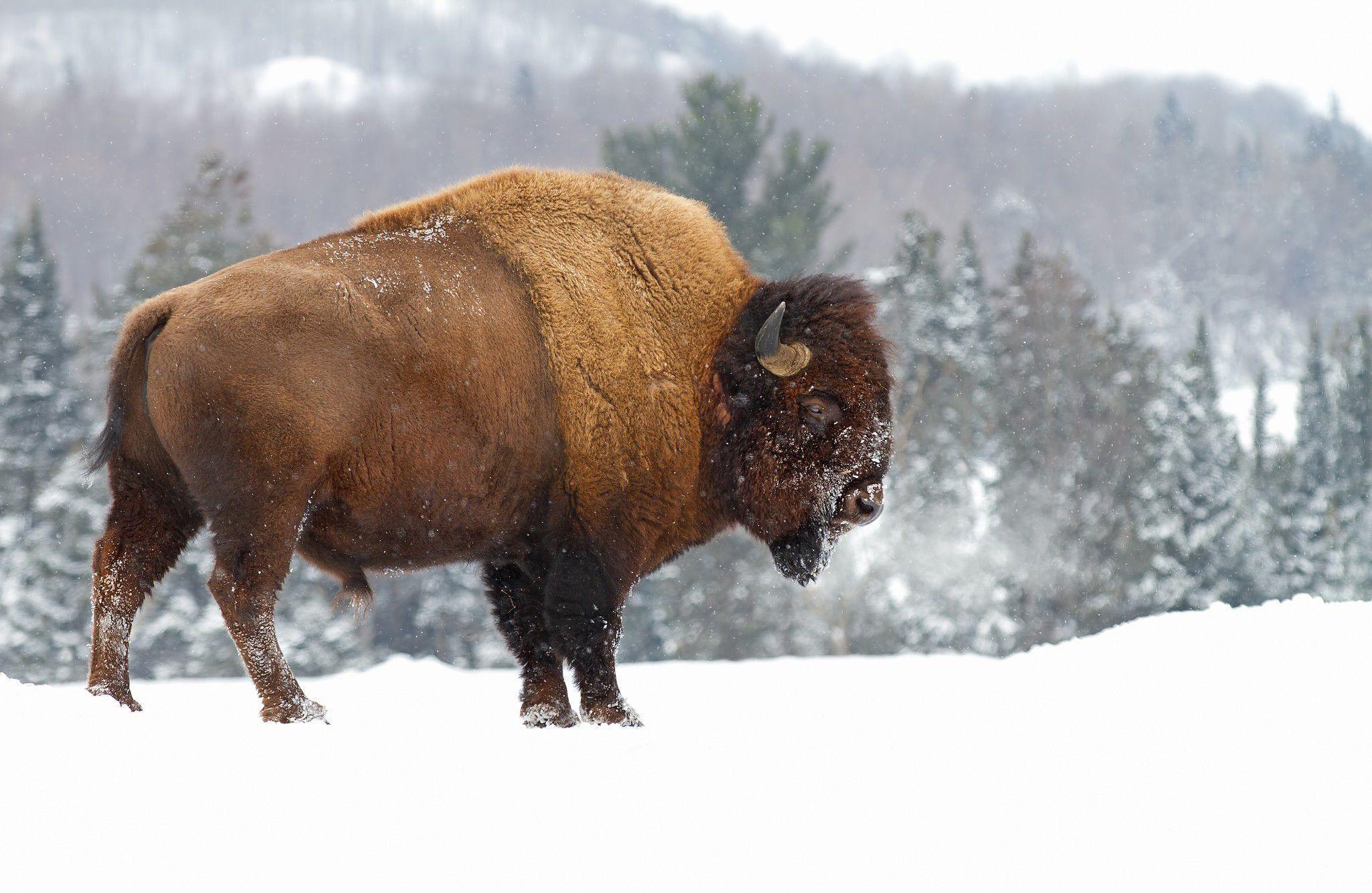 Bison Wallpaper Free Bison Background