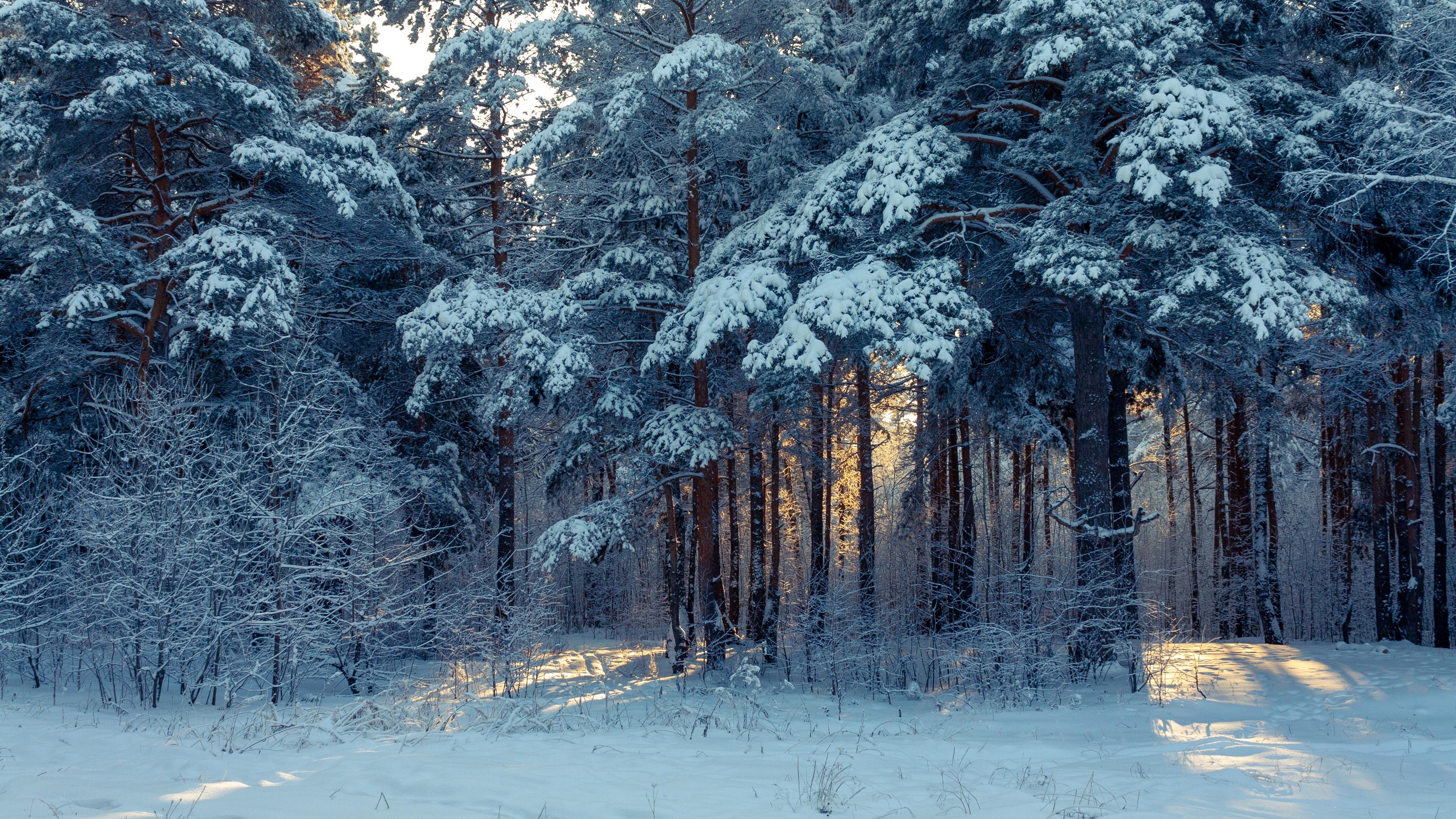 Download wallpaper 3840x2160 forest, winter, snow, trees